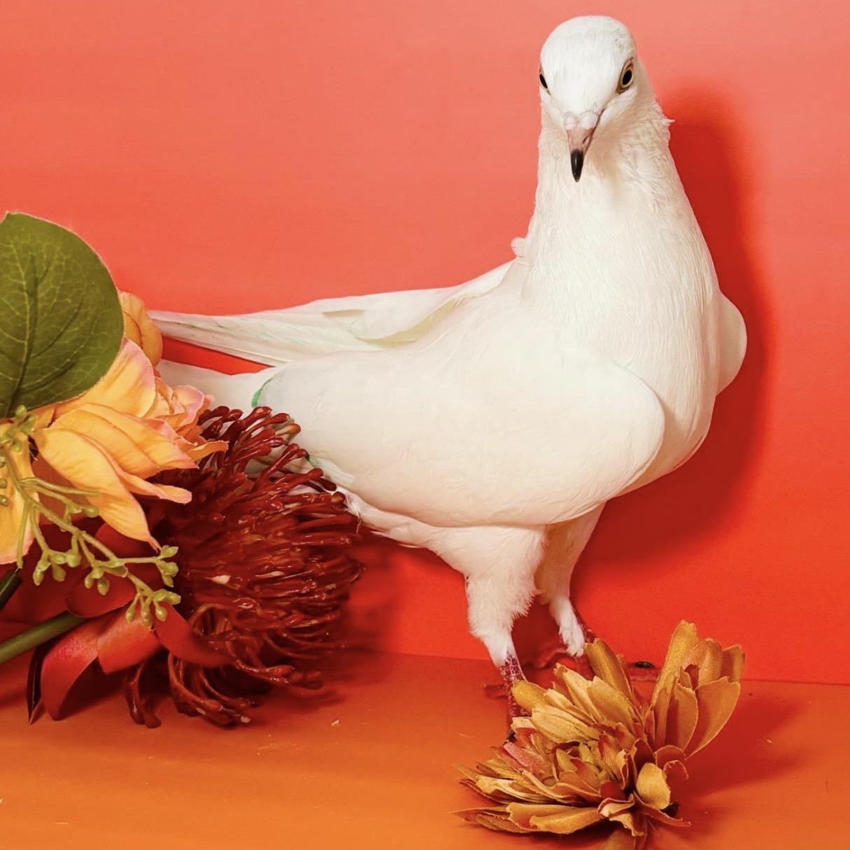 Enlarge Jerry Springs, a ADOPTABLE Pigeon in Chicago, IL image 3/4