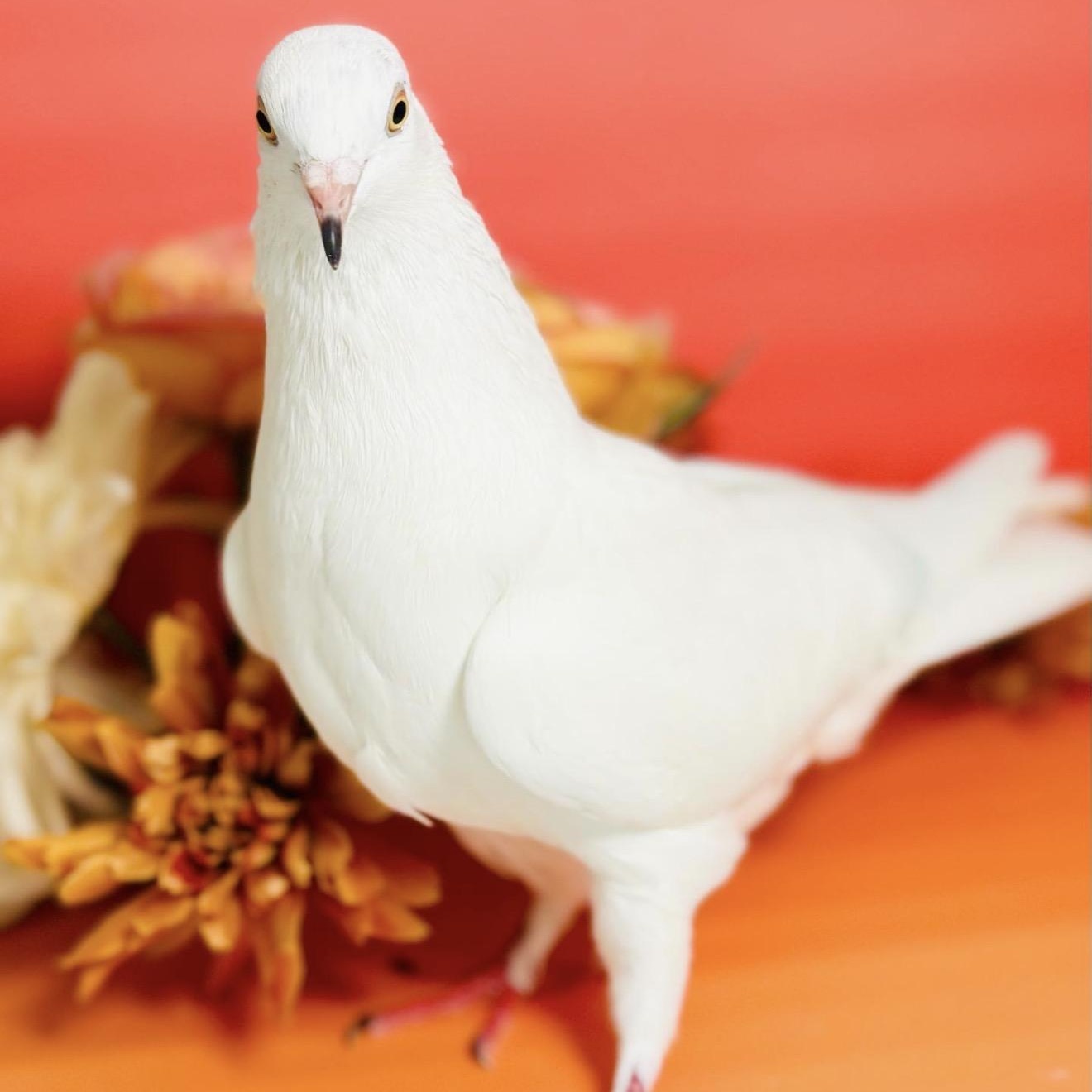 Jerry Springs, ADOPTABLE, Adult Unknown Pigeon.