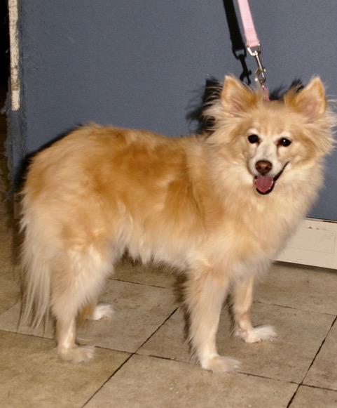 Libby, a ADOPTABLE mixed breed in Englewood, FL image 2/3