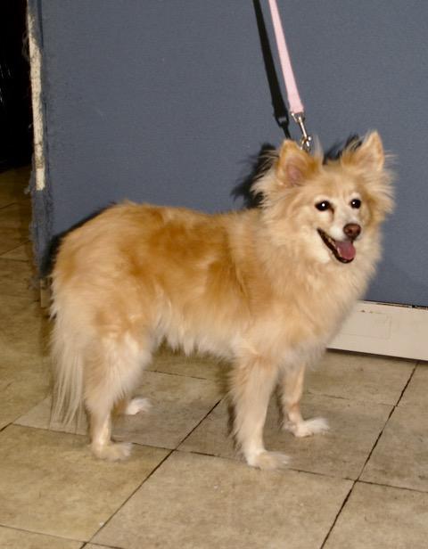 Libby, a ADOPTABLE mixed breed in Englewood, FL image 3/3