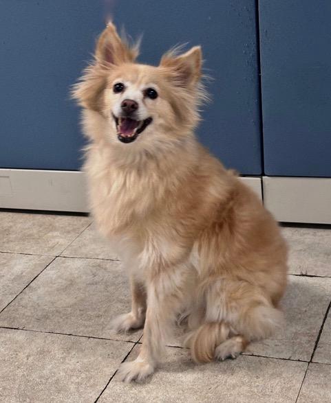 Libby, ADOPTABLE, Adult Female Papillon.