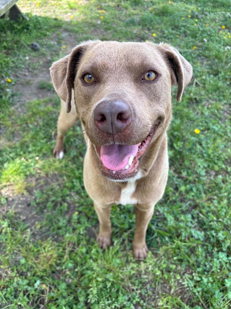 Enlarge Ferrera, a Adoptable mixed breed in Little Rock, AR image 1/6