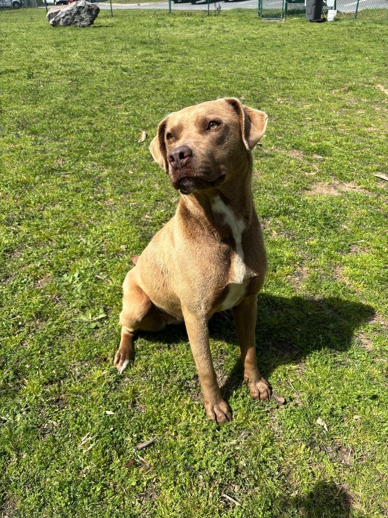 Enlarge Ferrera, a Adoptable mixed breed in Little Rock, AR image 2/6