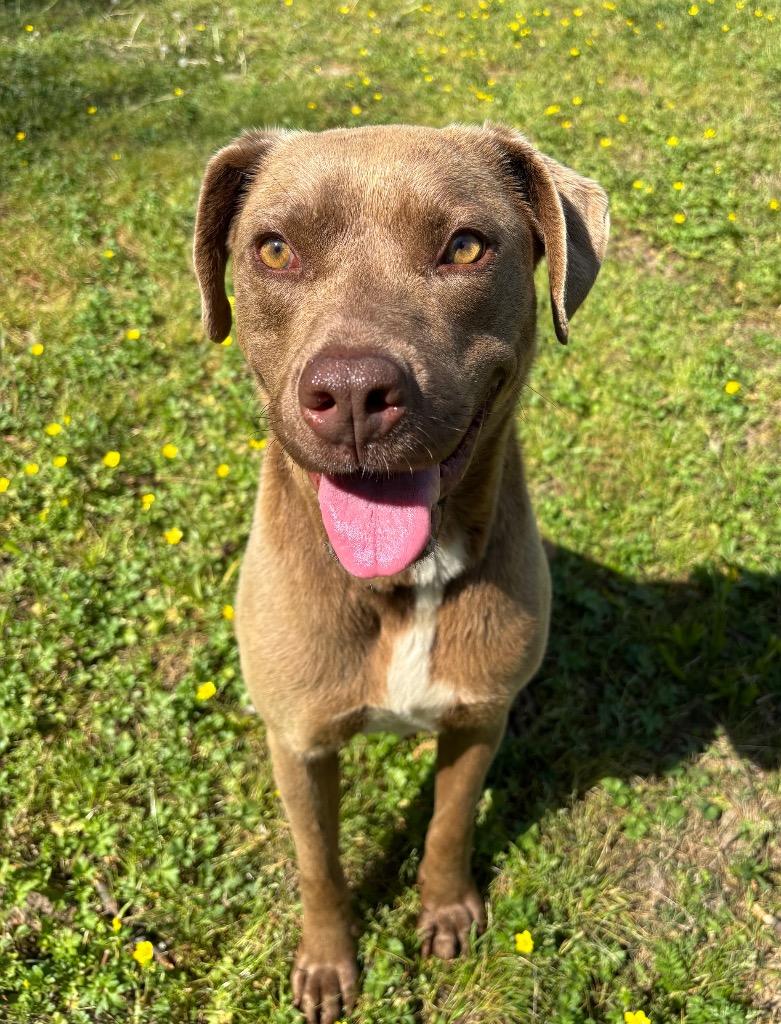 Enlarge Ferrera, a Adoptable mixed breed in Little Rock, AR image 3/6