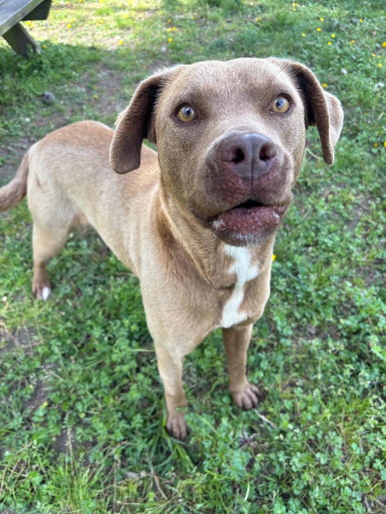 Enlarge Ferrera, a Adoptable mixed breed in Little Rock, AR image 4/6