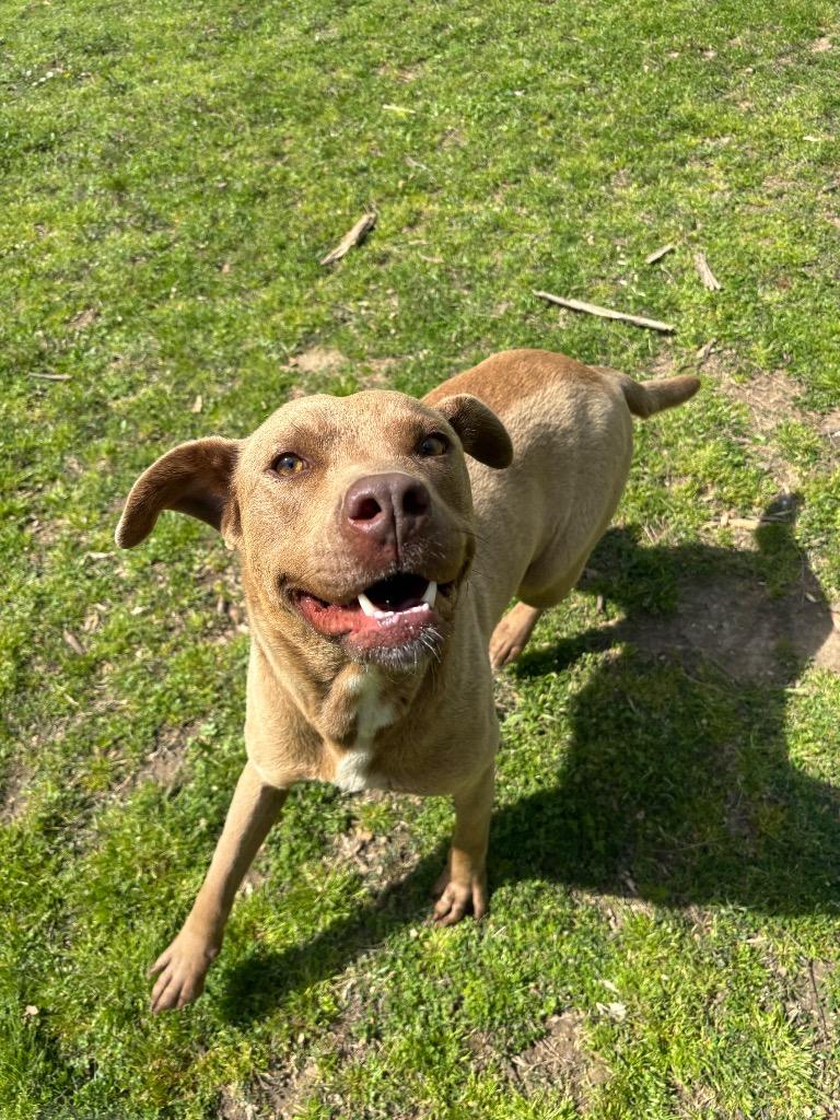 Enlarge Ferrera, a Adoptable mixed breed in Little Rock, AR image 5/6