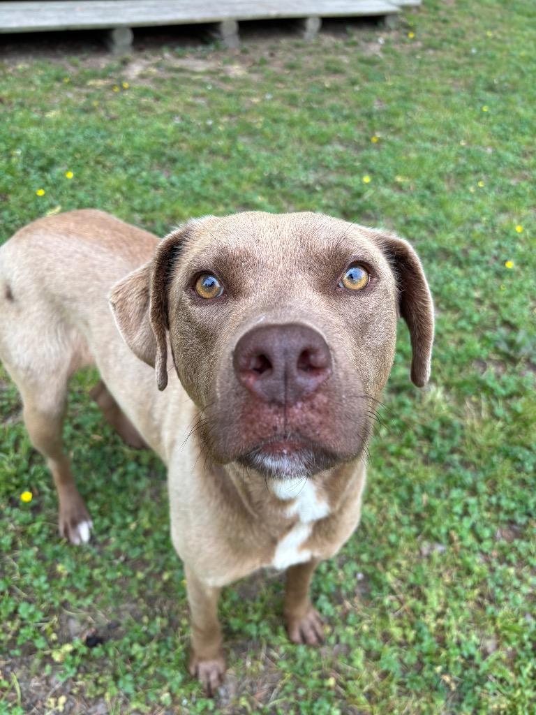 Enlarge Ferrera, a Adoptable mixed breed in Little Rock, AR image 6/6