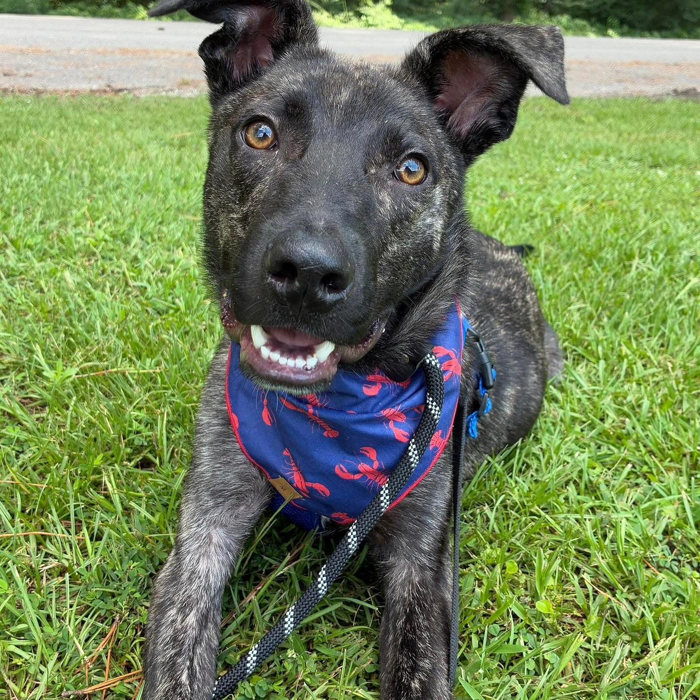 Hazel