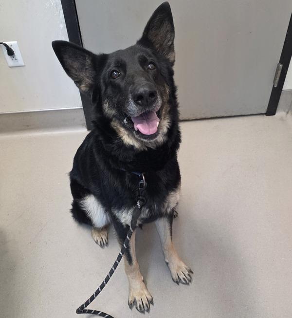 Maia, Adoptable, Adult Female German Shepherd Dog.