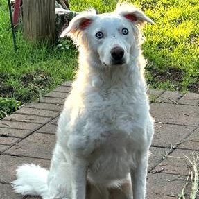 Enlarge Leeloo, a ADOPTABLE mixed breed in Temple, TX image 1/4