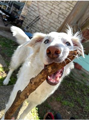 Enlarge Leeloo, a ADOPTABLE mixed breed in Temple, TX image 2/4