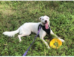 Enlarge Leeloo, a ADOPTABLE mixed breed in Temple, TX image 4/4