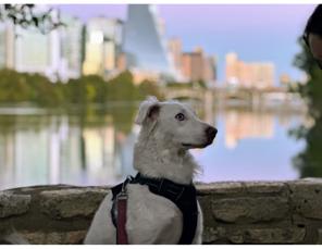 Enlarge Leeloo, a ADOPTABLE mixed breed in Temple, TX image 3/4