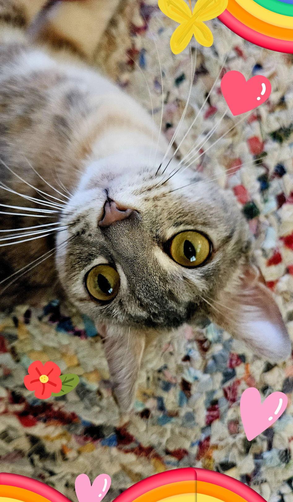 Enlarge Pongo, a Adoptable mixed breed in Magnolia Springs, AL image 2/3