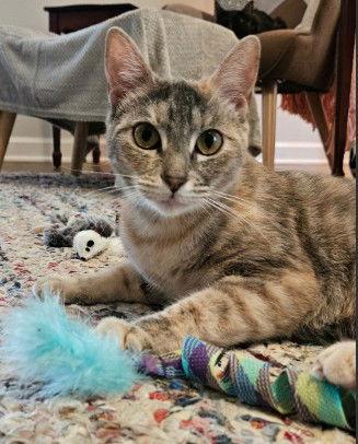 Enlarge Pongo, a Adoptable mixed breed in Magnolia Springs, AL image 3/3