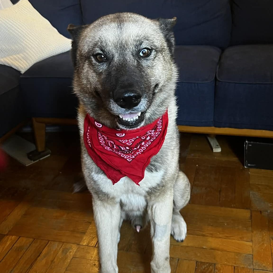 Akitas for Adoption in Dix Hills, New York | Petfinder