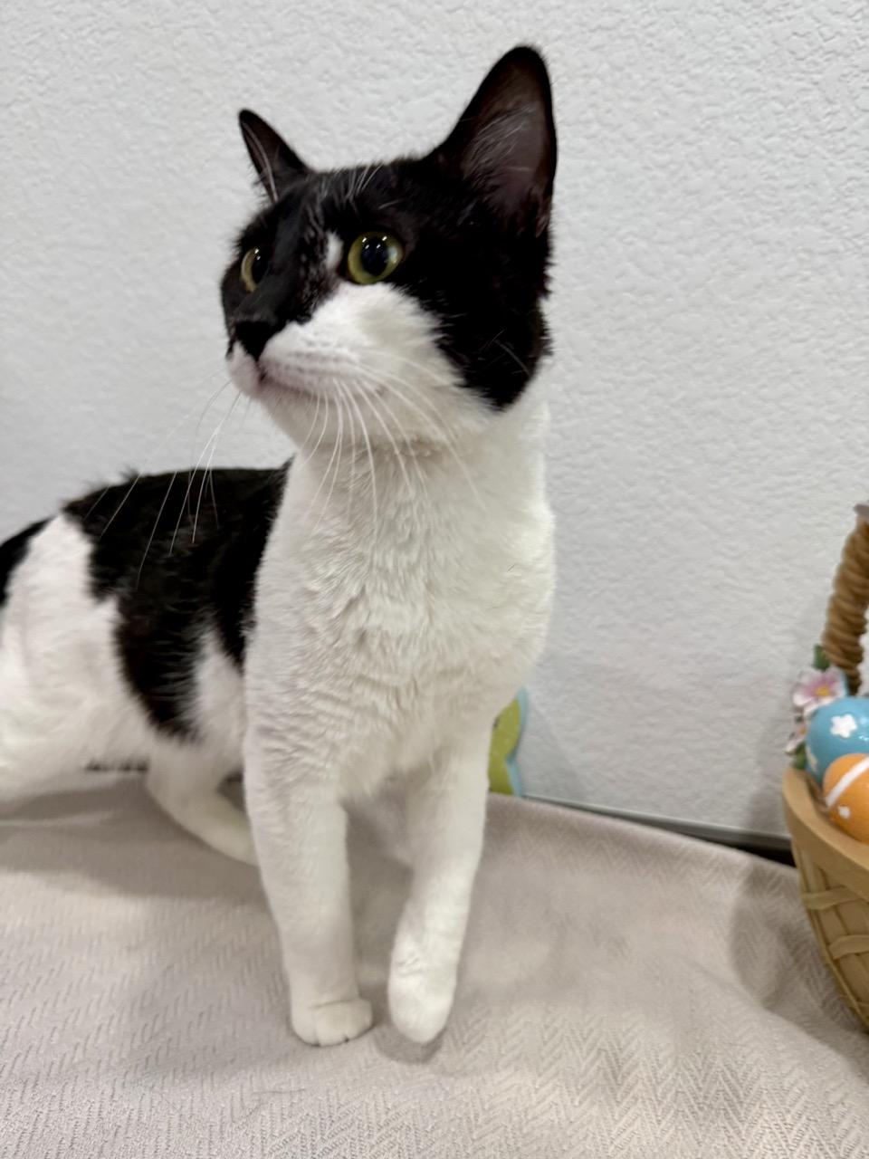 Enlarge Harvey, a ADOPTABLE Domestic Short Hair in Las Vegas, NV image 2/2