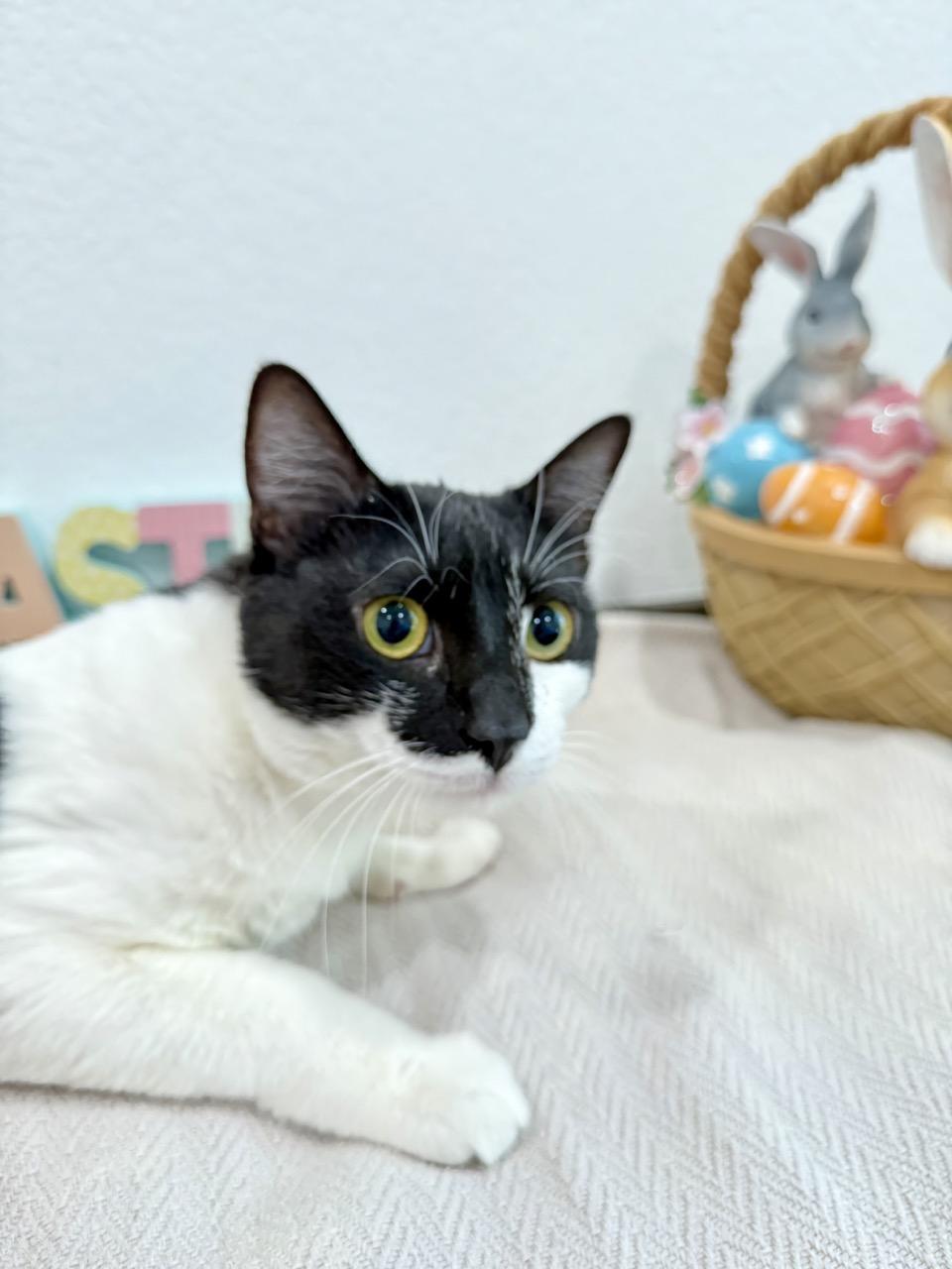 Harvey, ADOPTABLE, Young Male Domestic Short Hair.