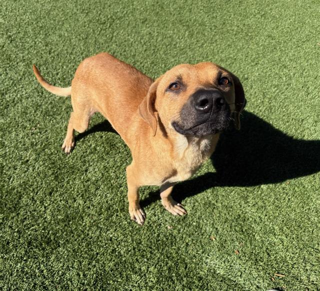 MOSCOW, Adoptable, Adult Male Black Mouth Cur.