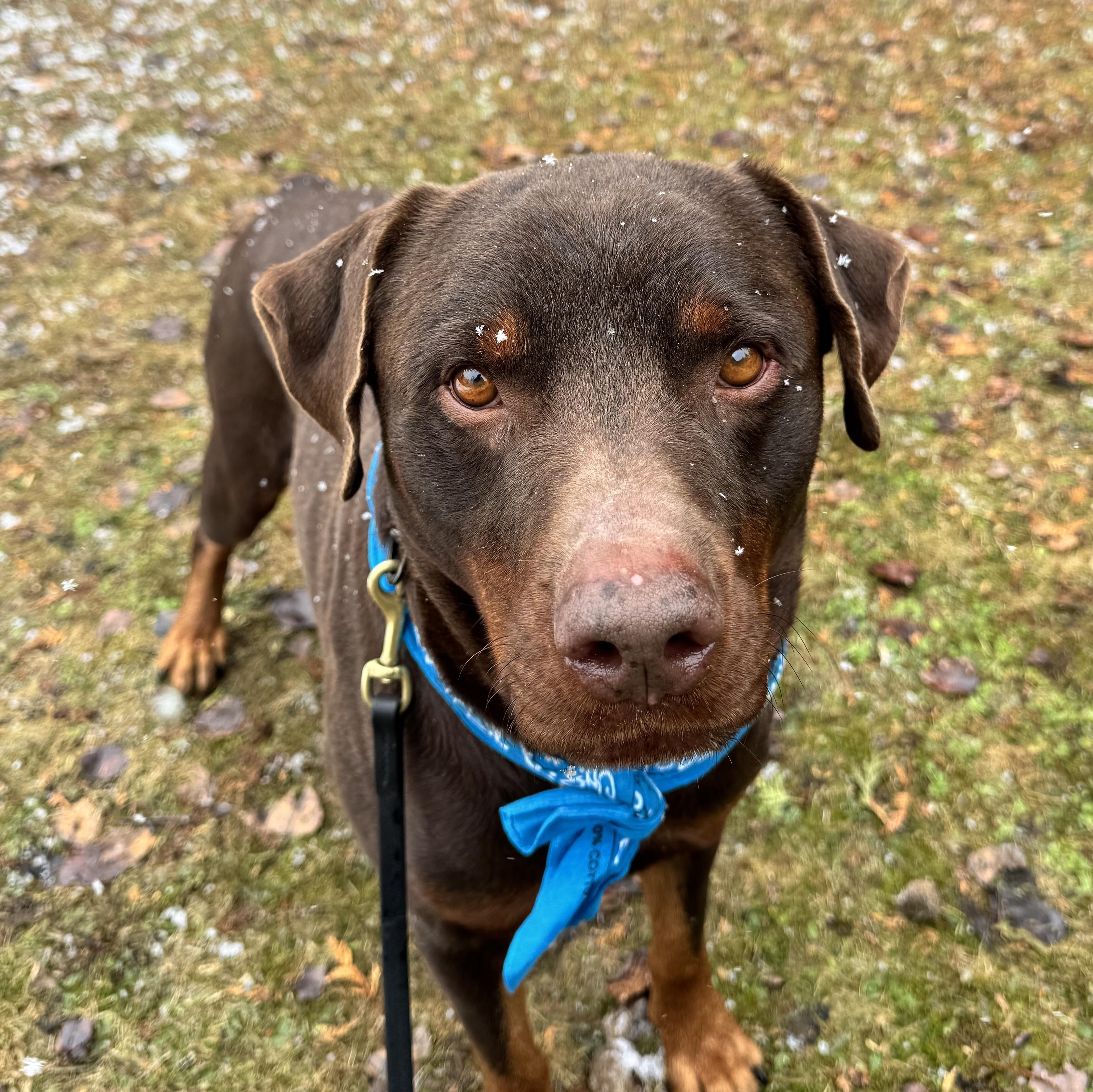 Enlarge Bingo, an adoptable mixed breed in Thornhill, ON image 1/6