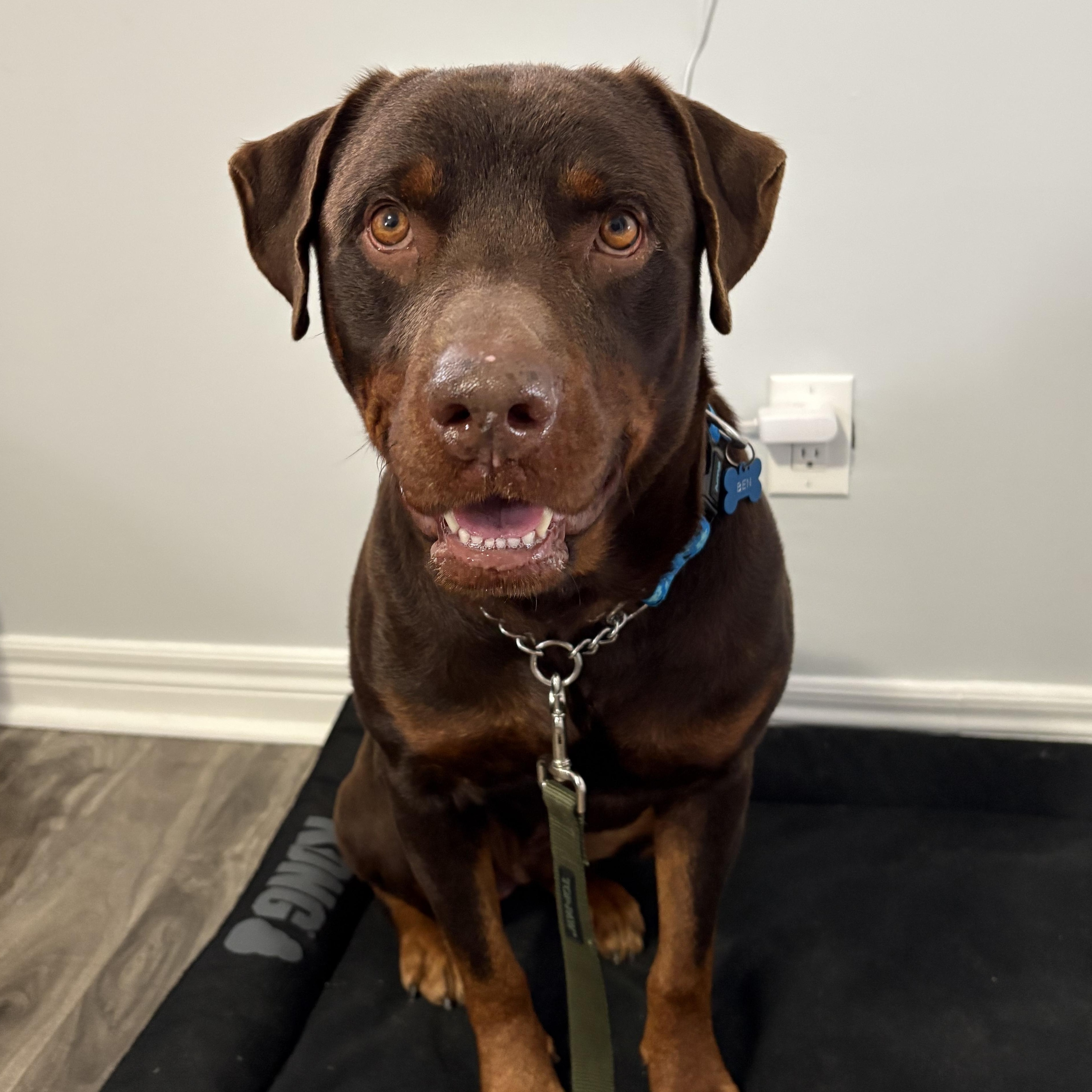 Enlarge Bingo, an adoptable mixed breed in Thornhill, ON image 5/6