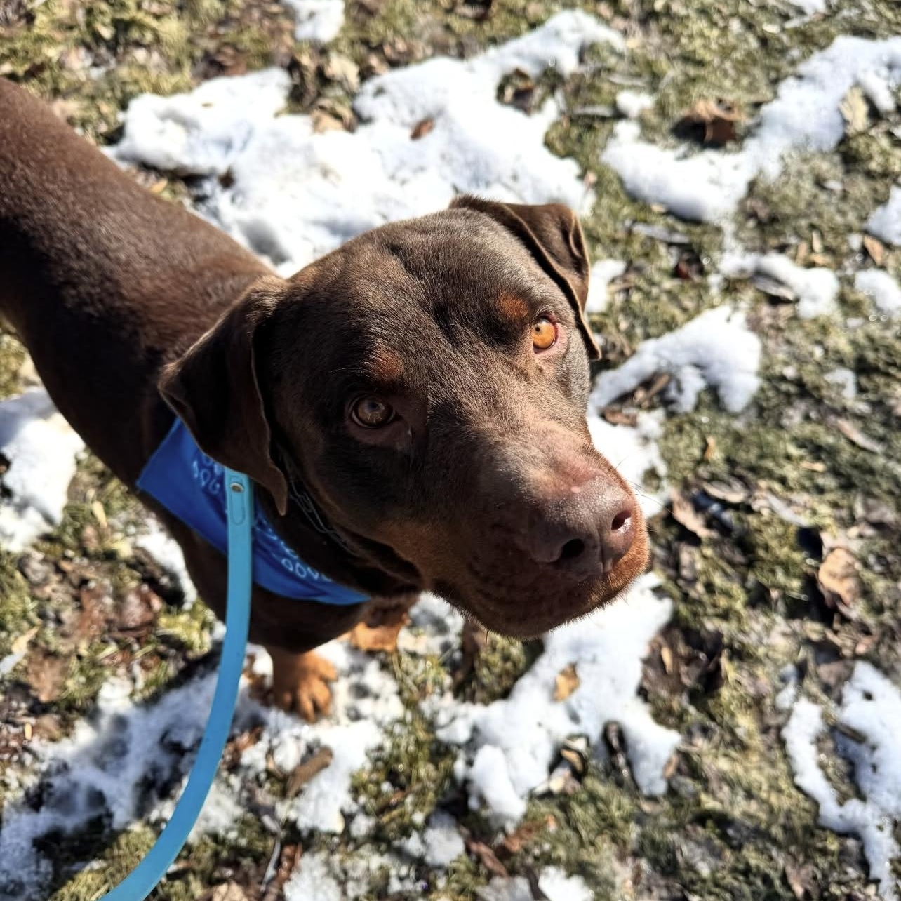 Enlarge Bingo, an adoptable mixed breed in Thornhill, ON image 4/6