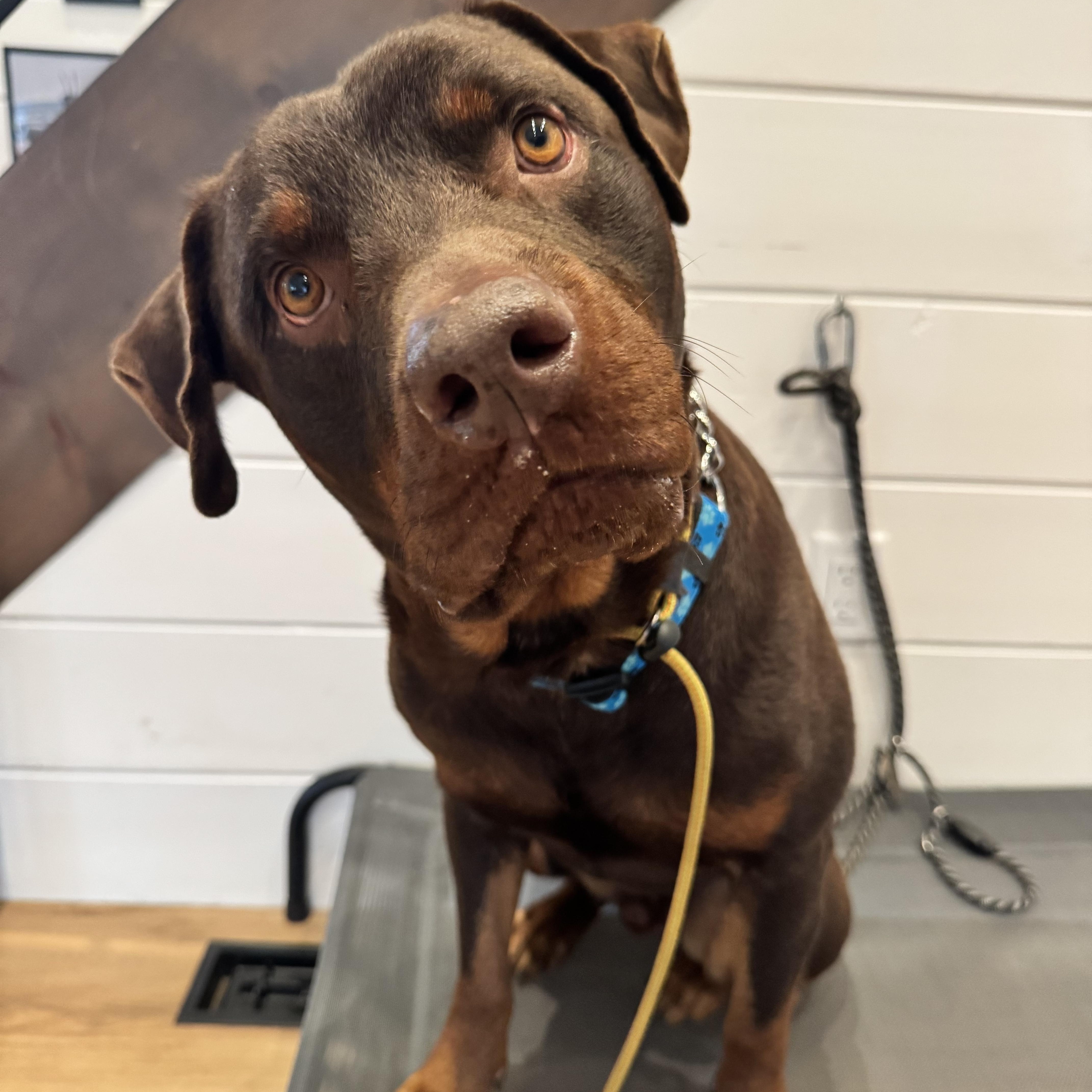 Enlarge Bingo, an adoptable mixed breed in Thornhill, ON image 2/6