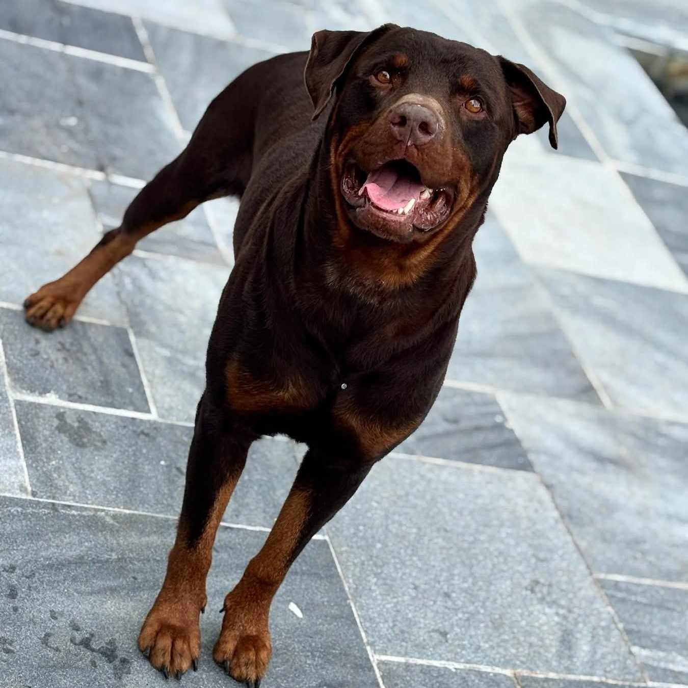 Enlarge Bingo, an adoptable mixed breed in Thornhill, ON image 3/6