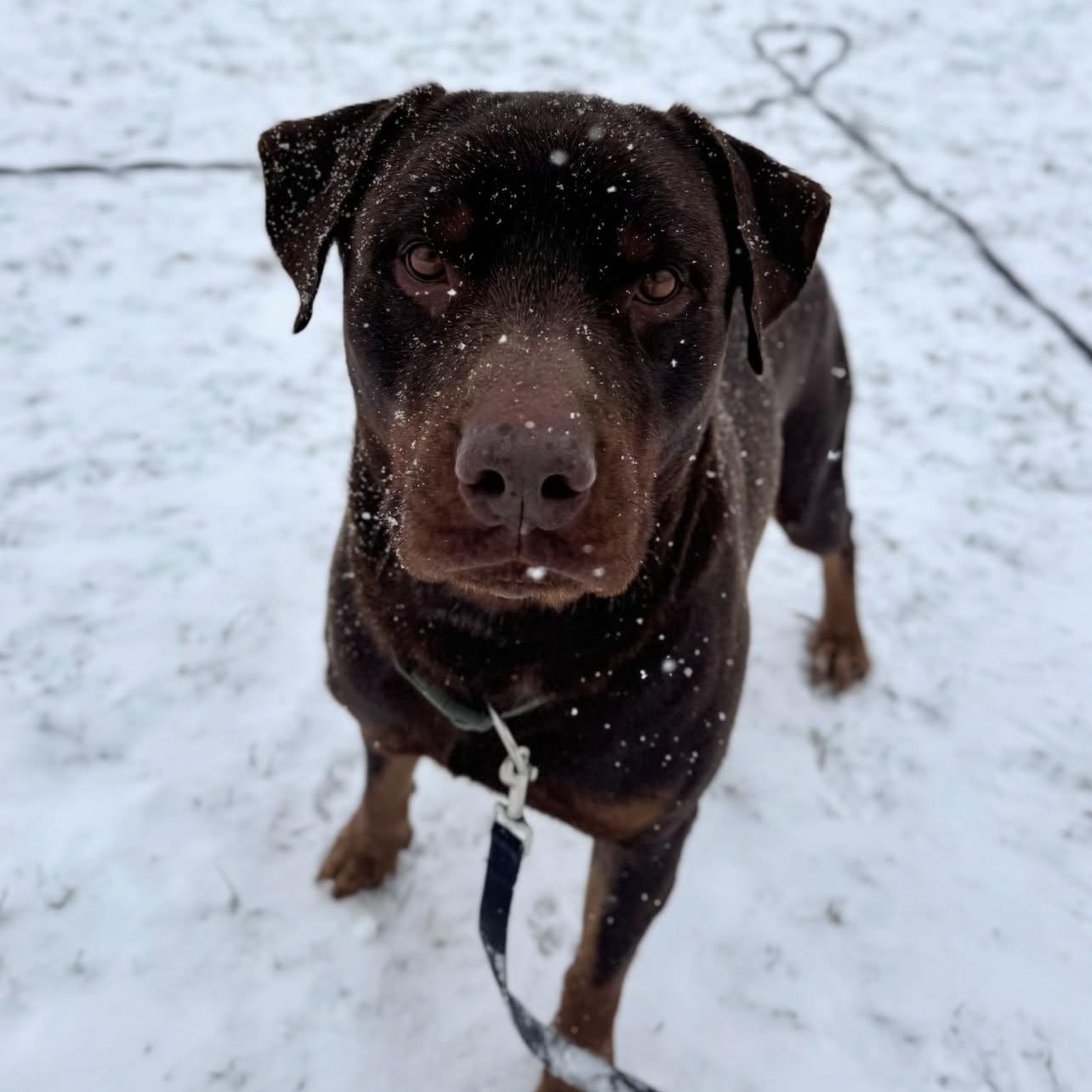 Enlarge Bingo, an adoptable mixed breed in Thornhill, ON image 6/6