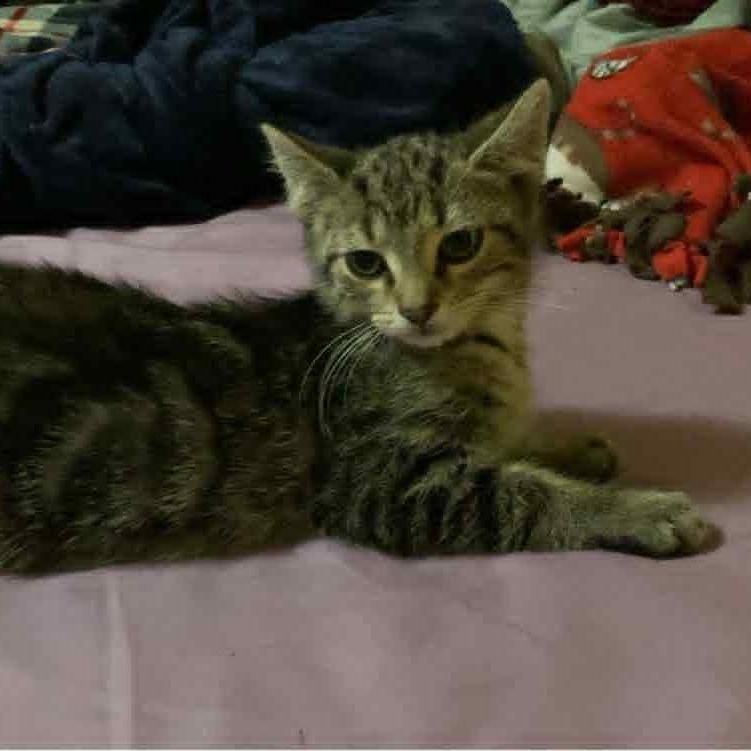 Teaspoon, adopted, Kitten Male Domestic Short Hair.