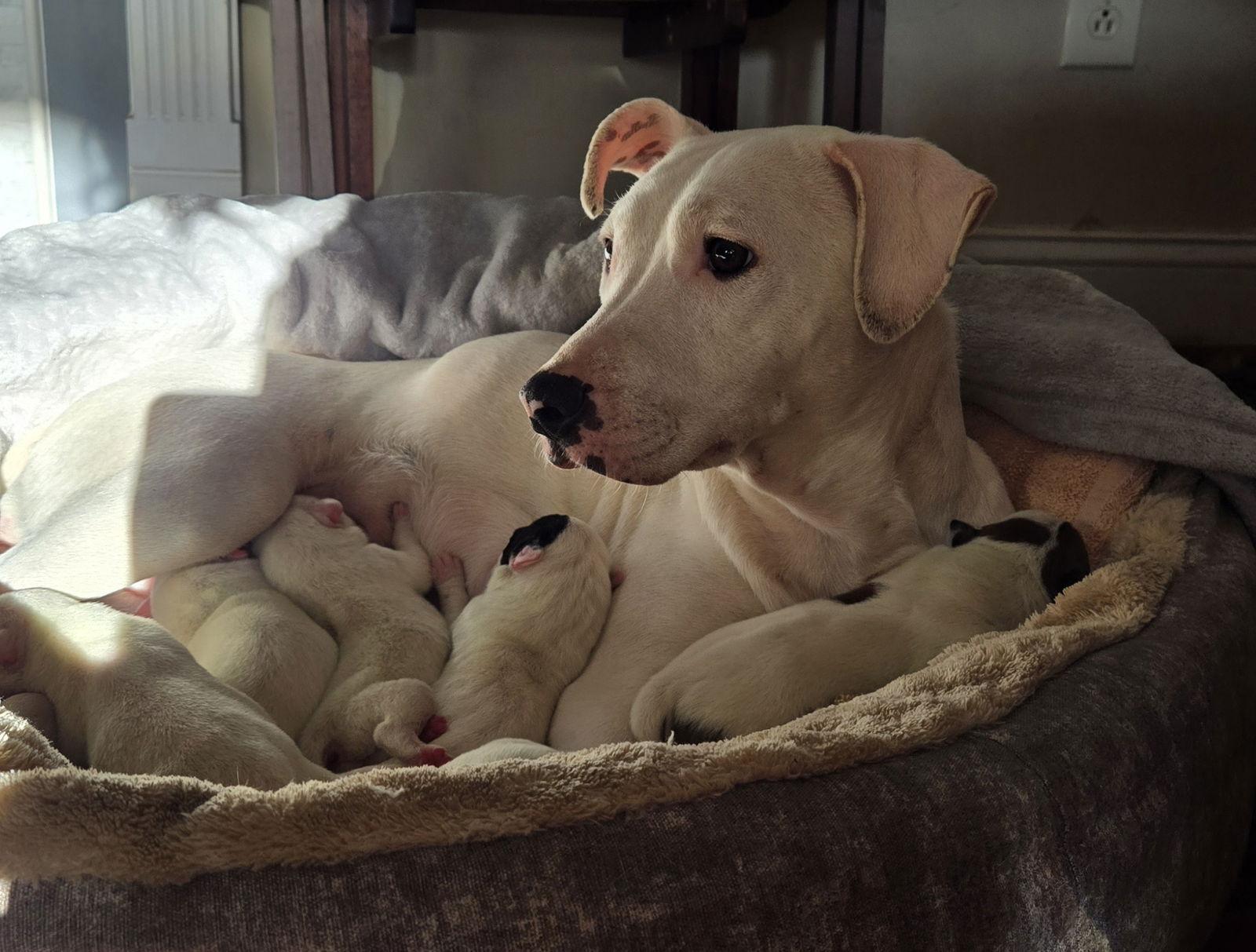 Willow, Adopted, Young Female Bull Terrier.