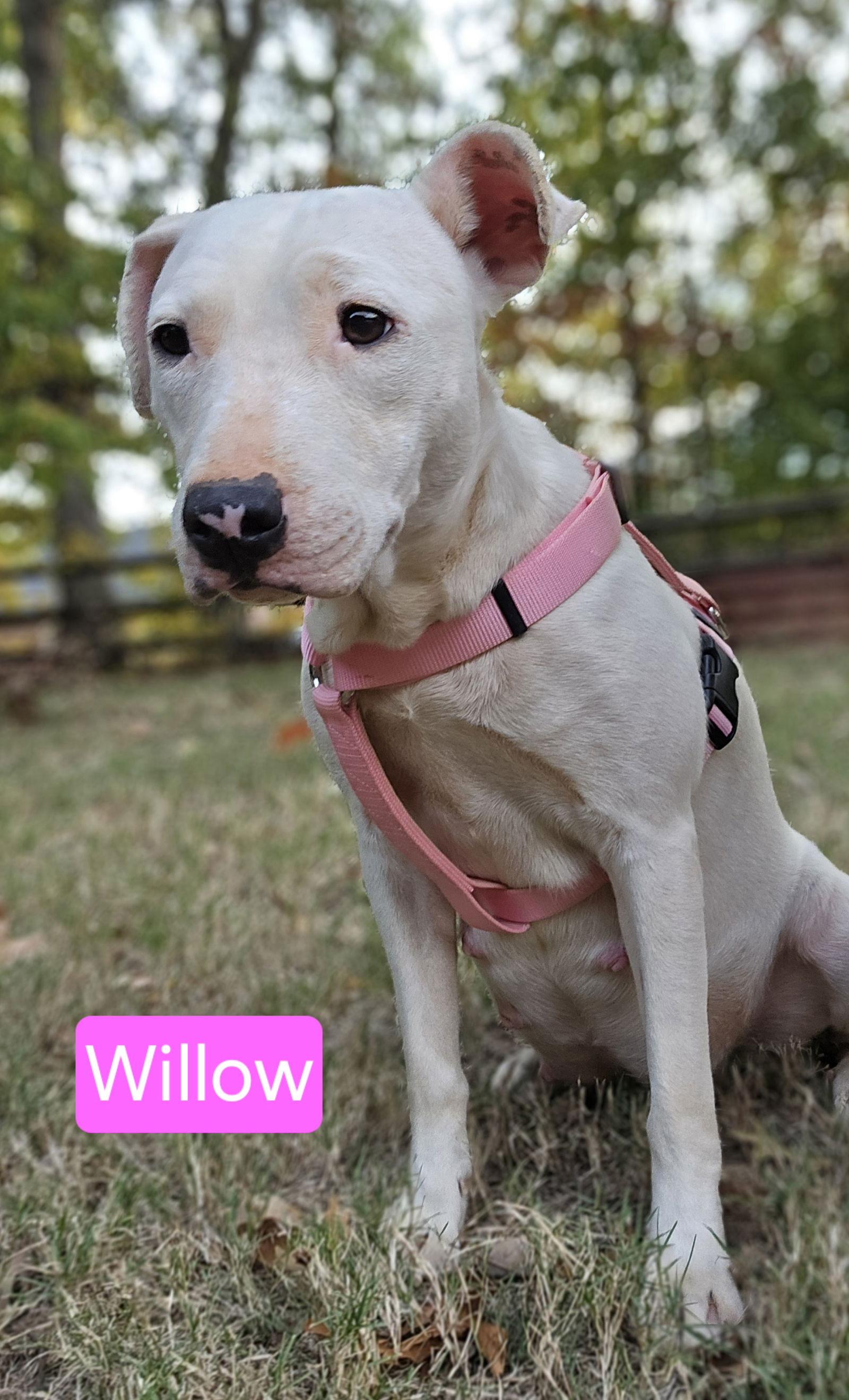 Willow, a Adopted Bull Terrier in Albemarle, NC image 2/3
