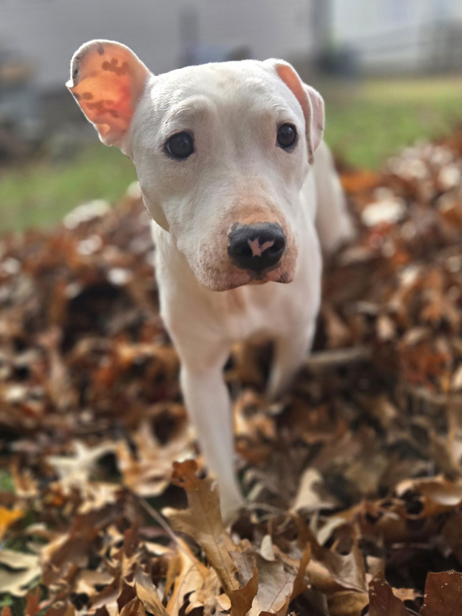 Willow, a Adopted Bull Terrier in Albemarle, NC image 3/3