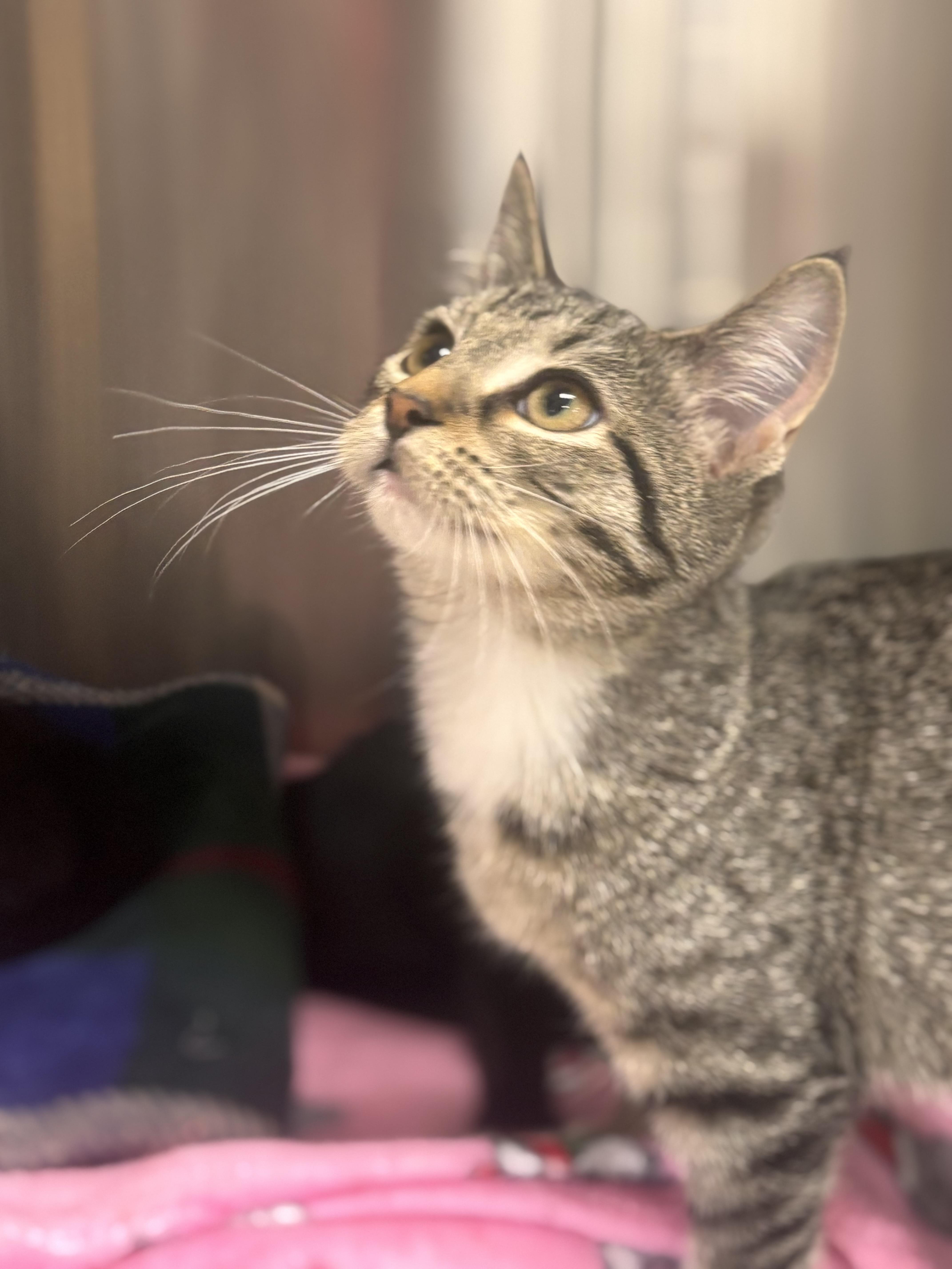 Liesl, an adopted Domestic Short Hair in Collierville, TN image 3/3