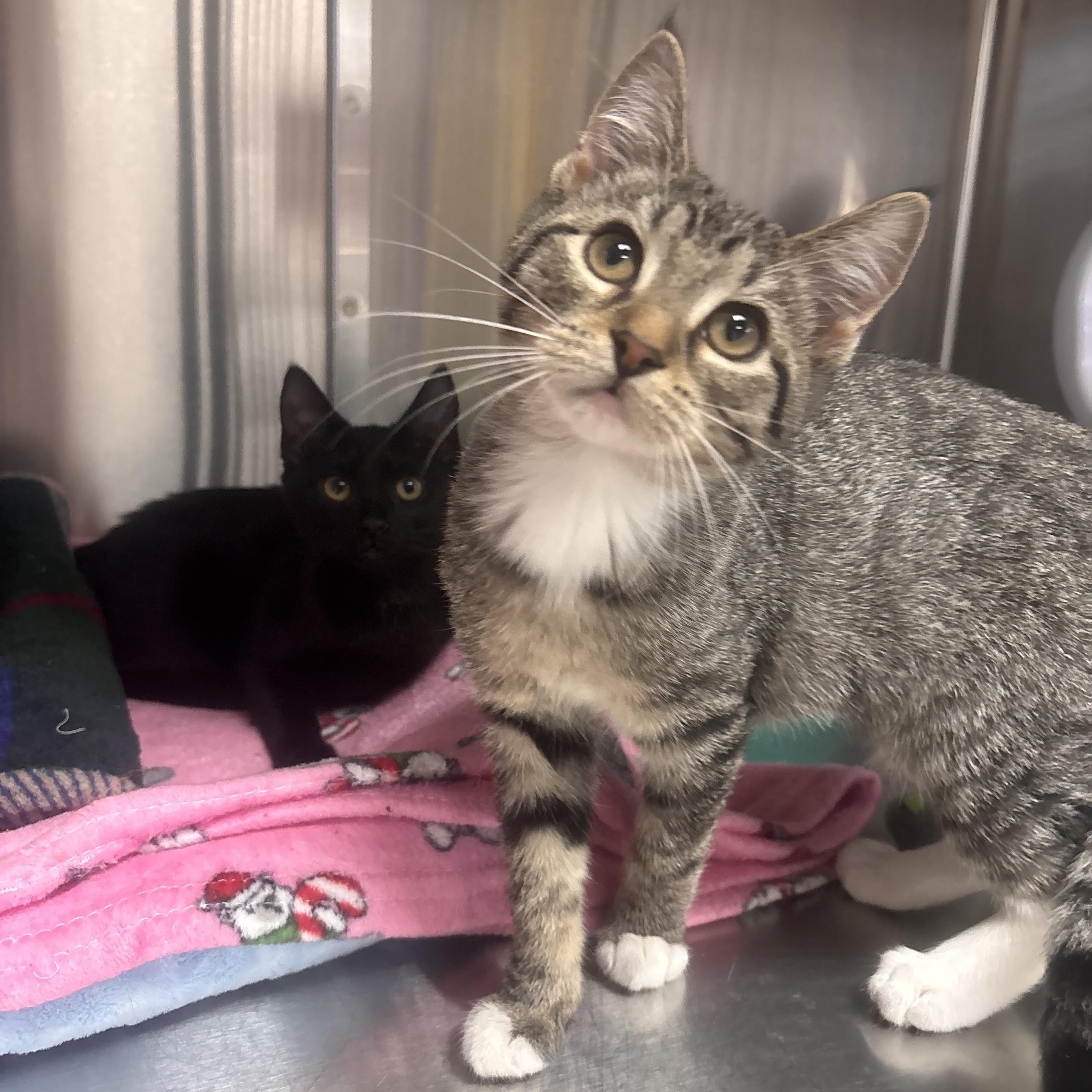 Liesl, an adopted Domestic Short Hair in Collierville, TN image 2/3