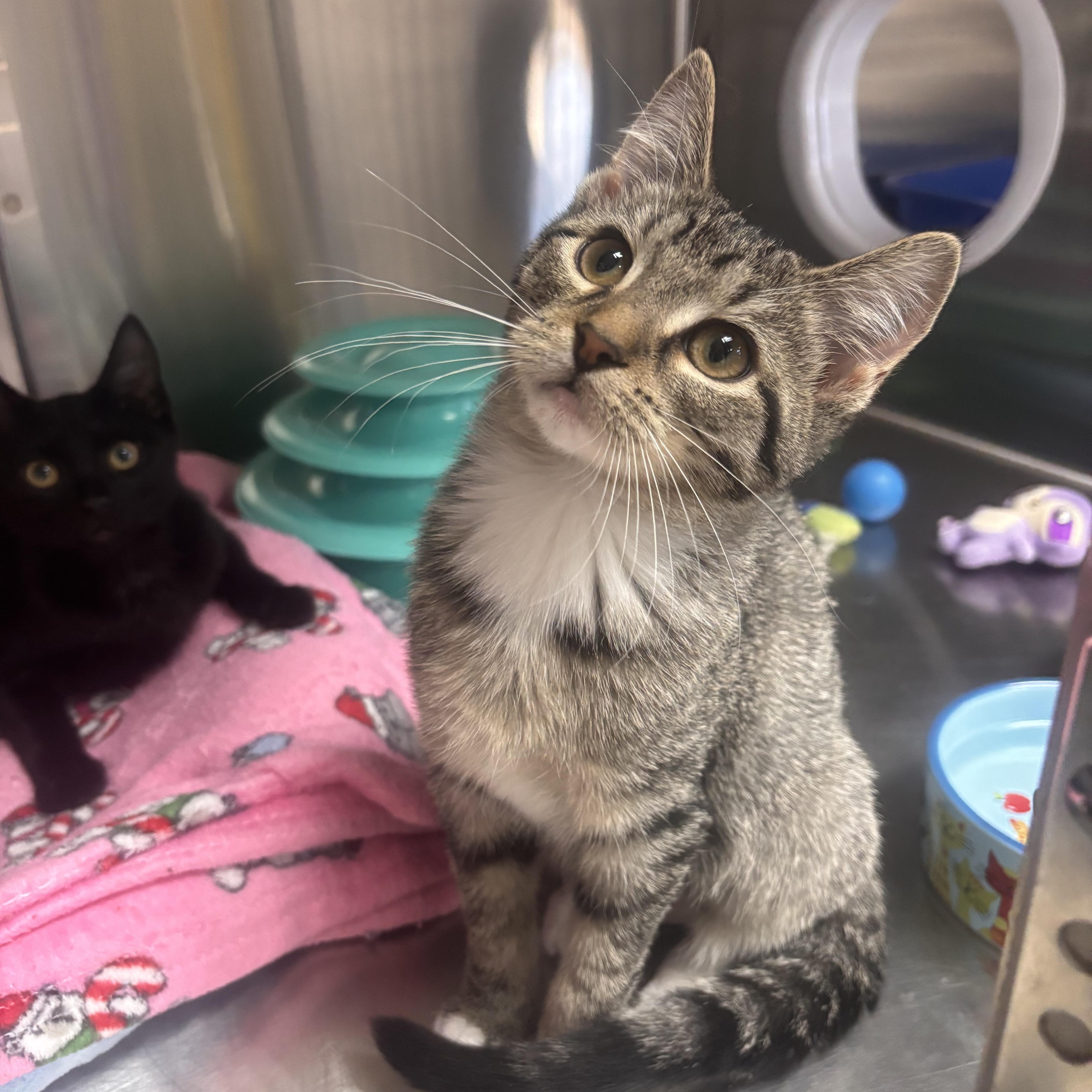 Liesl, an adopted Domestic Short Hair in Collierville, TN image 1/3