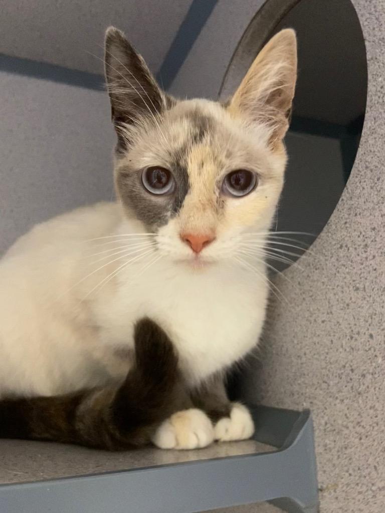 Orchid, Adoptable, Young Female Domestic Short Hair.