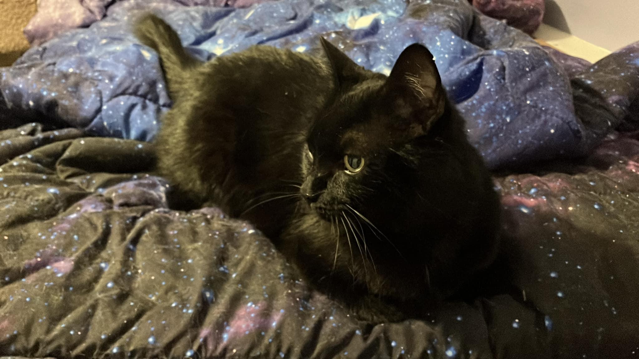 Midnight, an adoptable Domestic Short Hair in Cordova, TN, 38018 | Photo Image 1