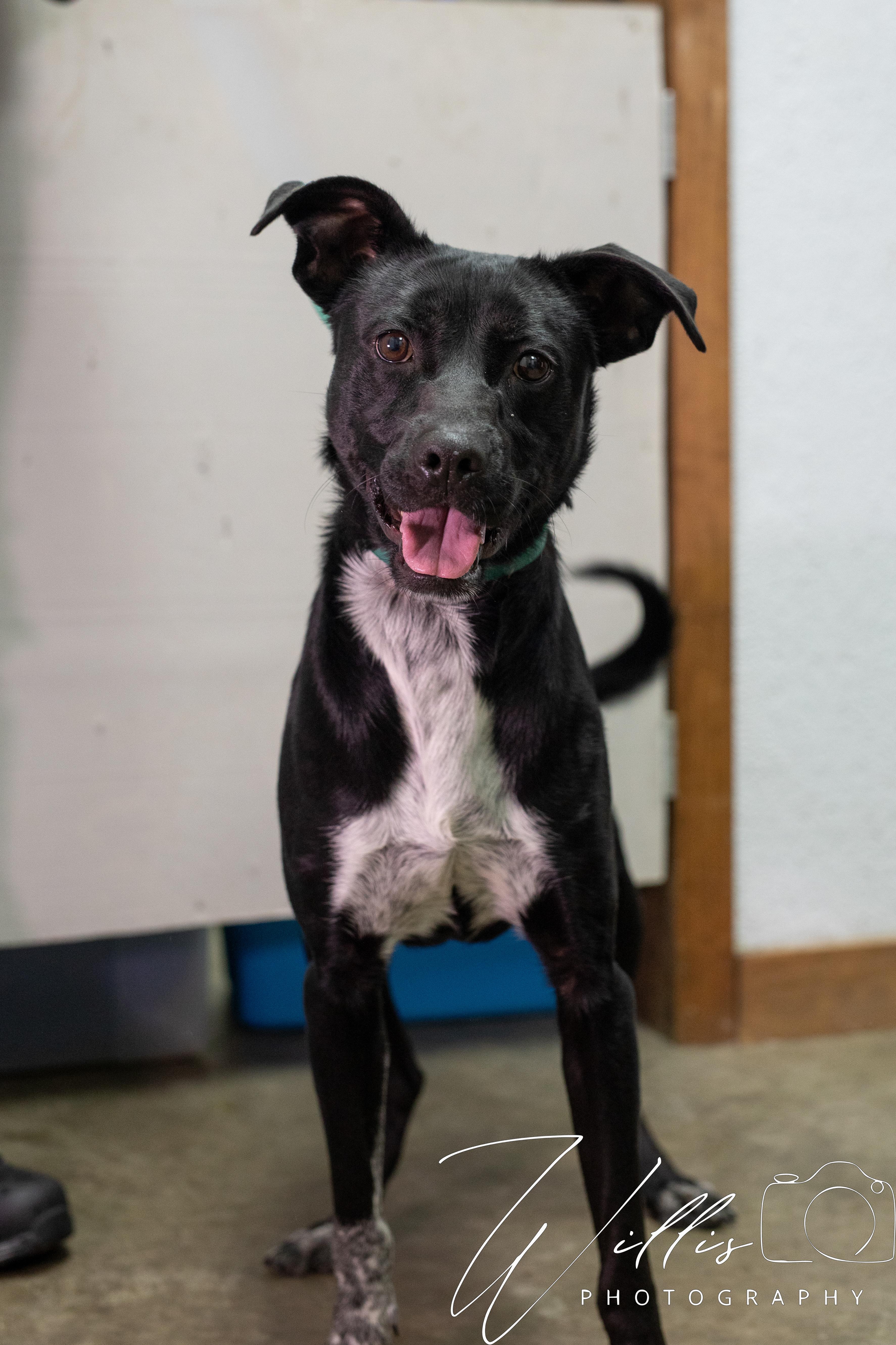 River-Adoption Sponsored , Adoptable, Adult Male Labrador Retriever.
