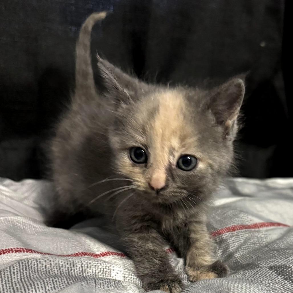 Jasmine, Adoptable, Kitten Female Domestic Short Hair.