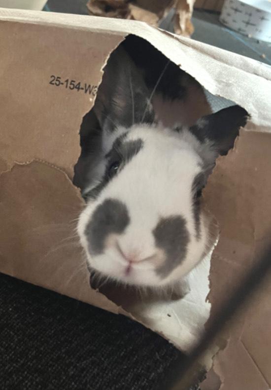 Pandora, a ADOPTABLE mixed breed in Oshkosh, WI image 3/4