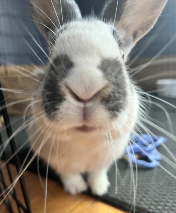 Pandora, a ADOPTABLE mixed breed in Oshkosh, WI image 2/4