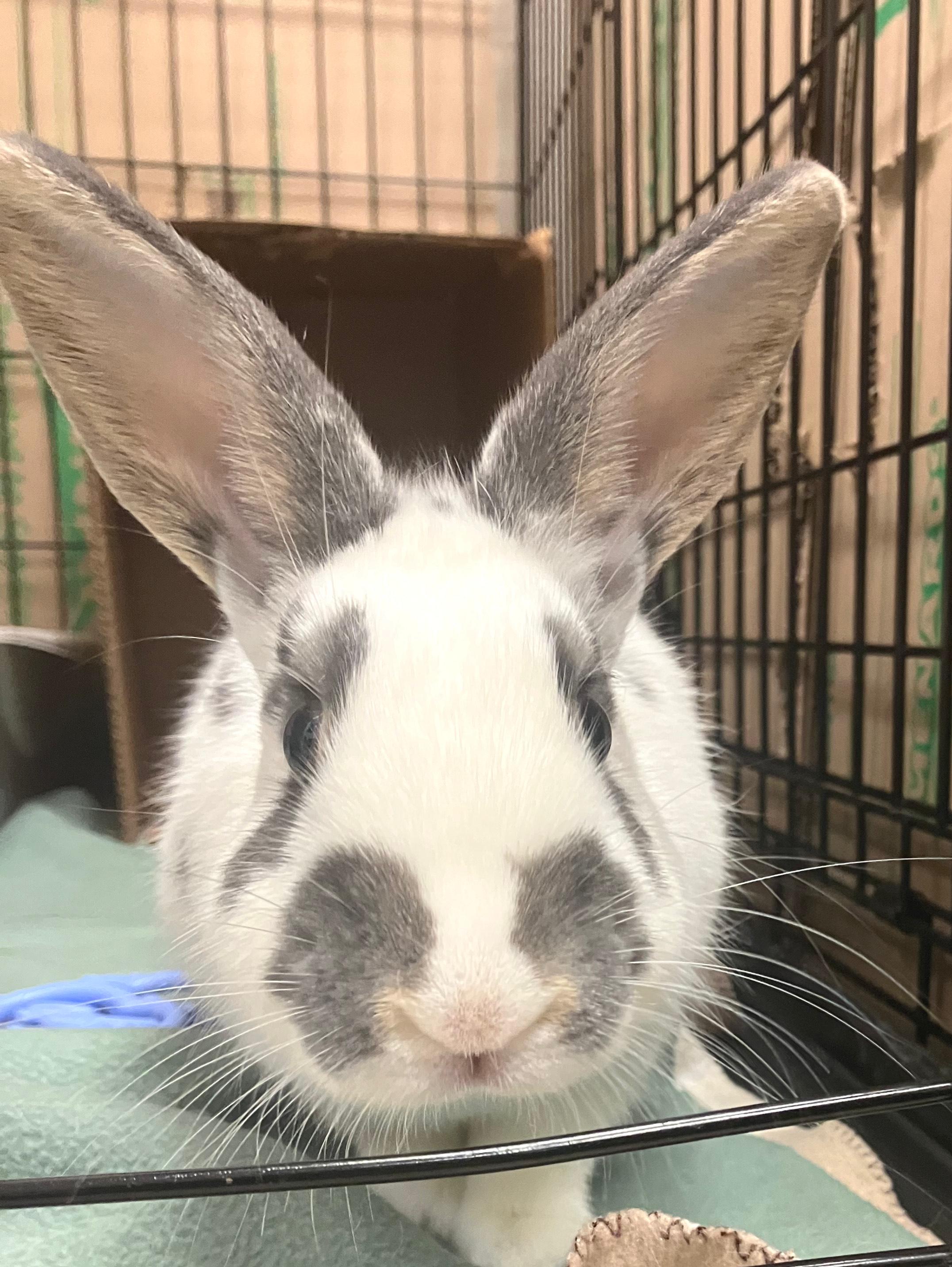 Pandora, a ADOPTABLE mixed breed in Oshkosh, WI image 4/4