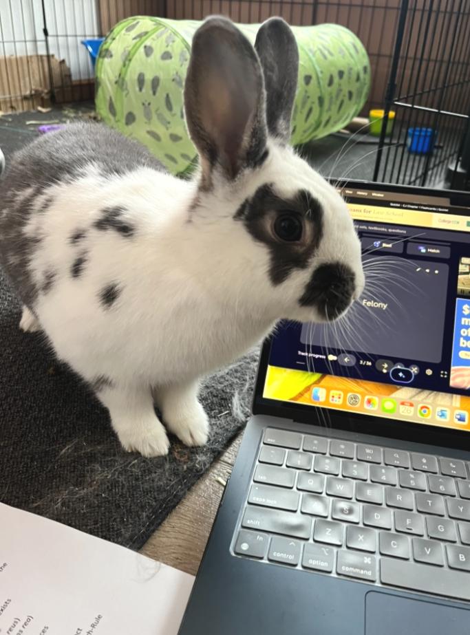 Enlarge Pandora, an adopted mixed breed in Oshkosh, WI image 2/6