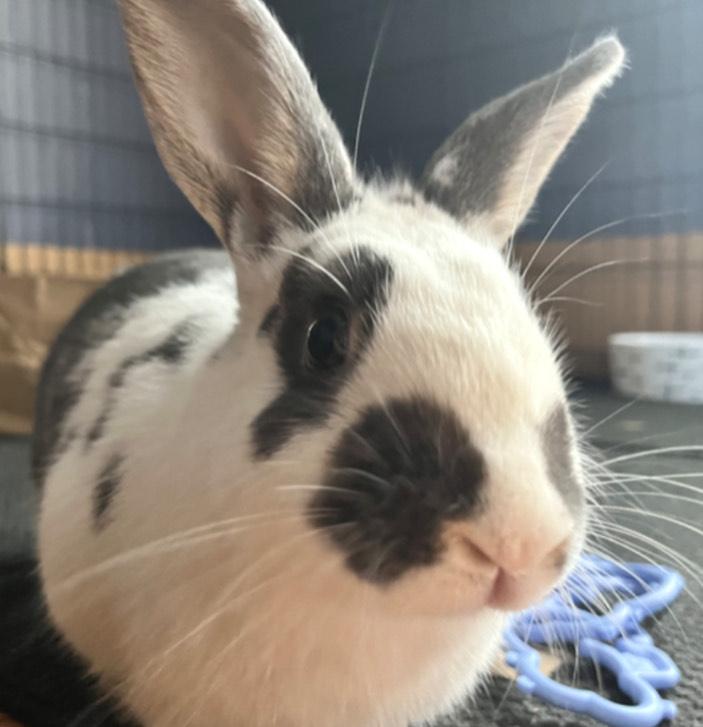 Pandora, a ADOPTABLE mixed breed in Oshkosh, WI image 1/4