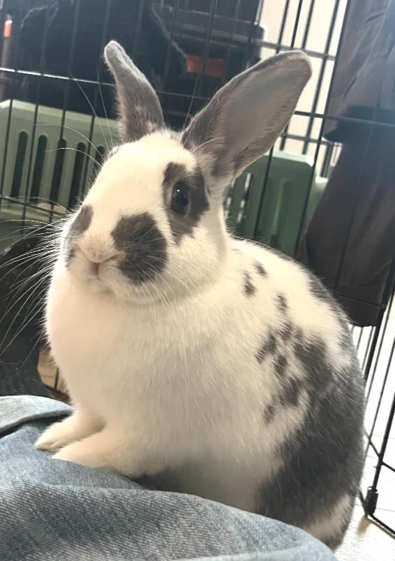 Enlarge Pandora, an adopted mixed breed in Oshkosh, WI image 1/6