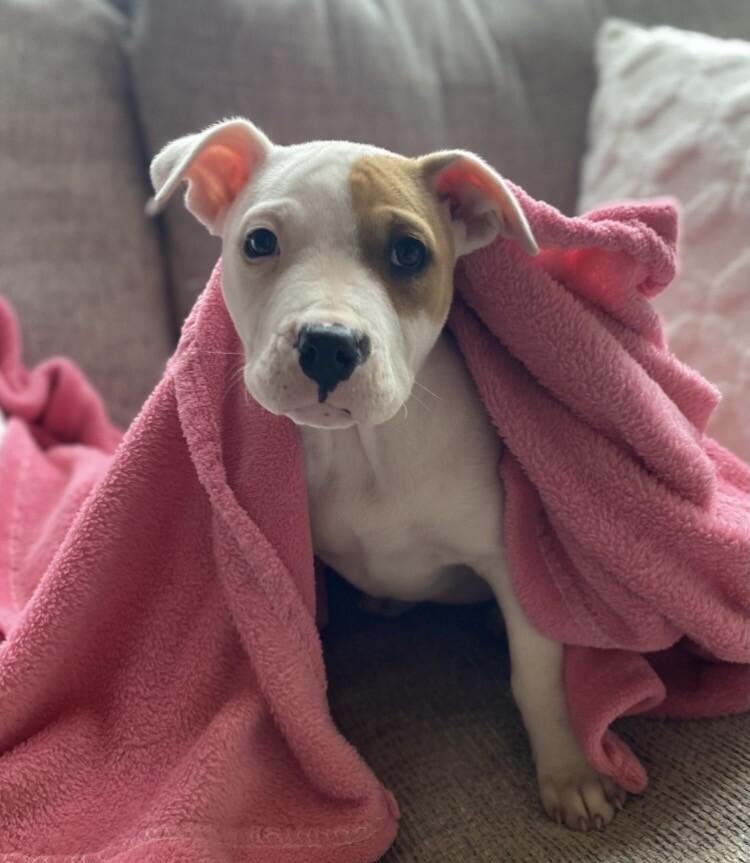 Gwen, Adoptable, Young Female Pit Bull Terrier & Mixed Breed.