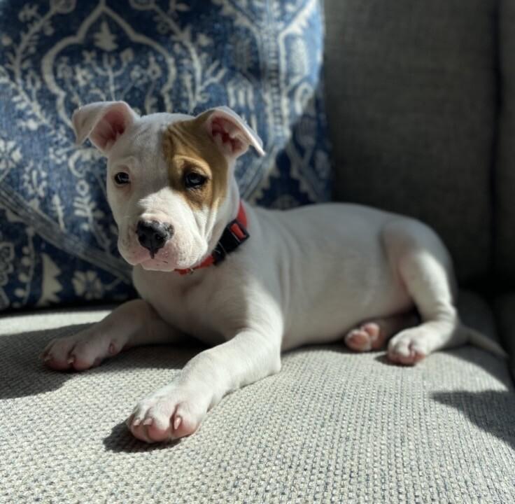 Gwen, a Adoptable mixed breed in Alma, WI image 2/6