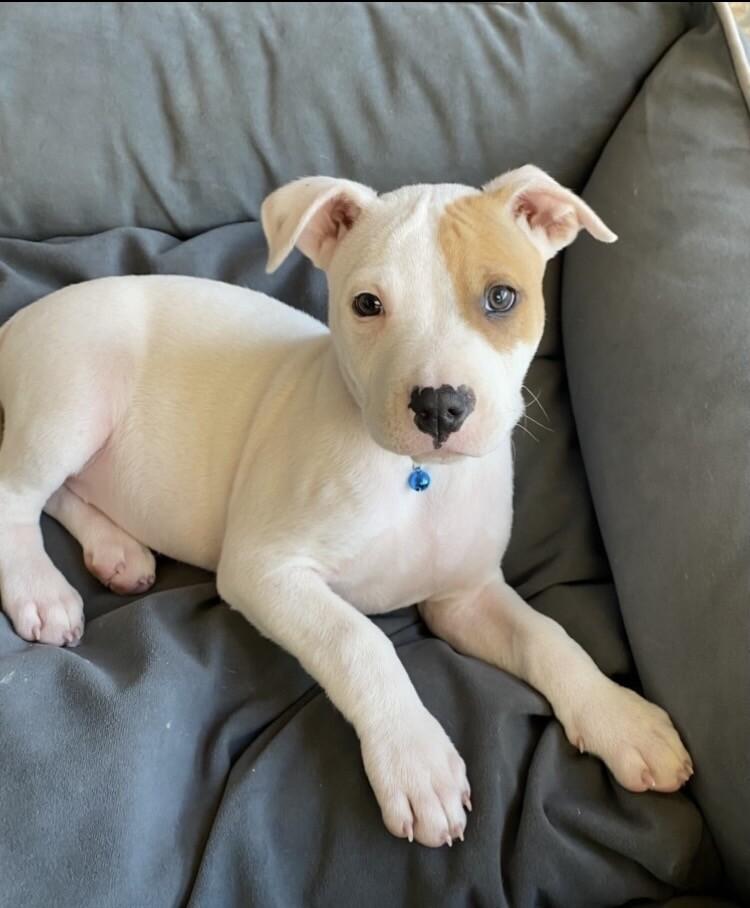 Gwen, a Adoptable mixed breed in Alma, WI image 3/6