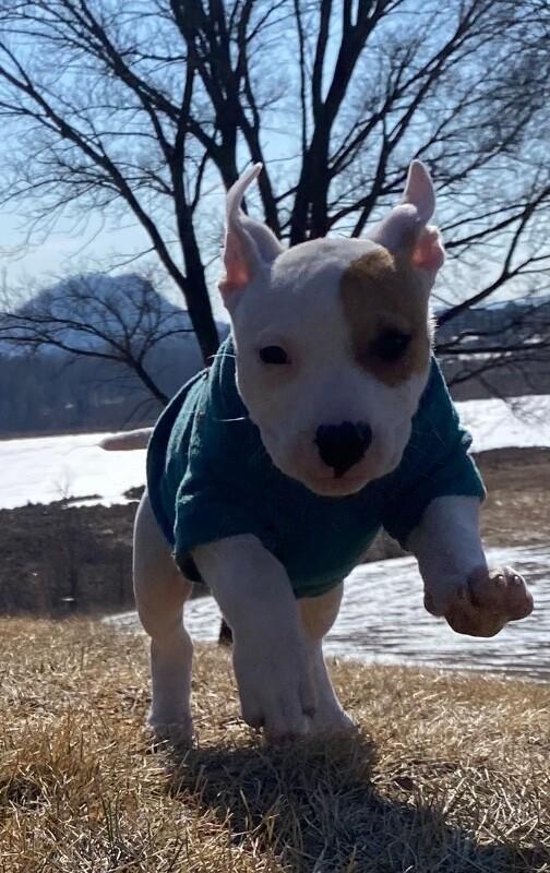 Gwen, a Adoptable mixed breed in Alma, WI image 4/6